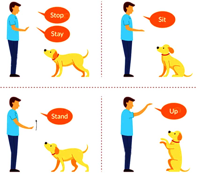 Eight hand gestures for training your dog