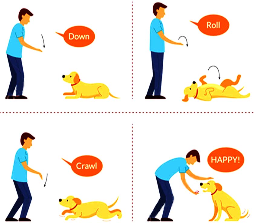 Eight hand gestures for training your dog