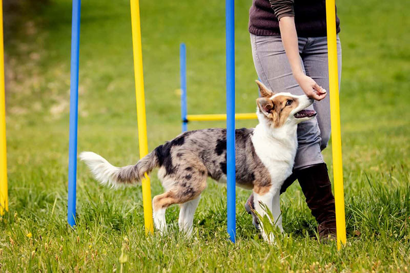 Dog behavior training