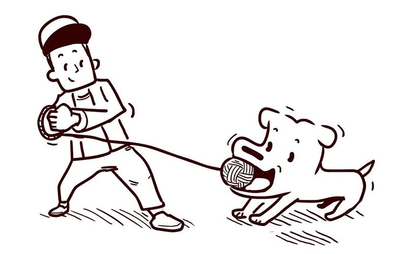 dog chewing training