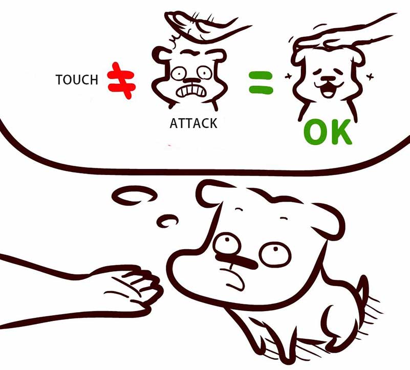 touch dog